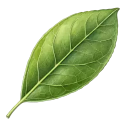 Imagen PNG para descargar